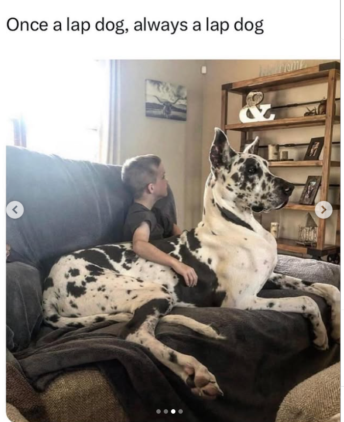 Once a lap dog, always a lap dog < >