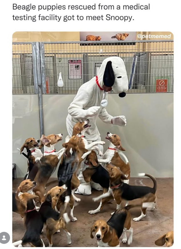 Beagle puppies rescued from a medical testing facility got to meet Snoopy. @petmemed
