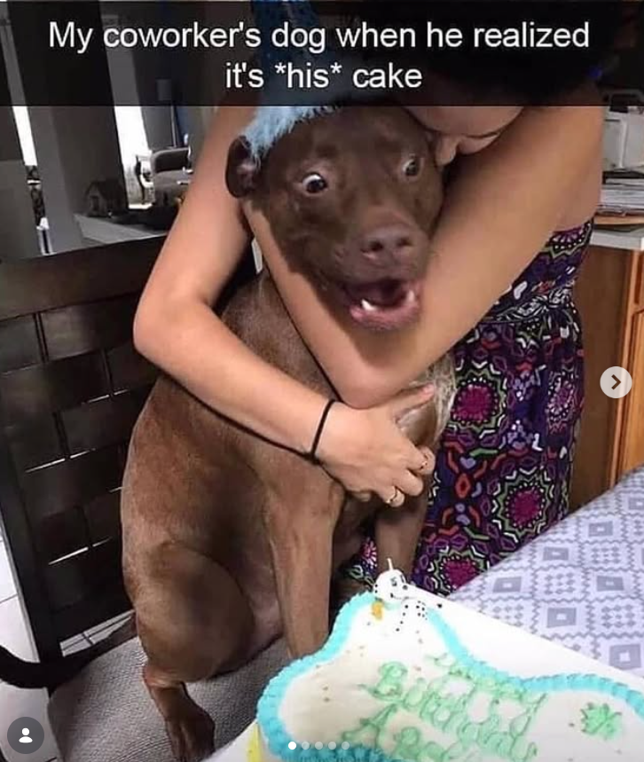My coworker's dog when he realized it's *his* cake > Birthd 津
