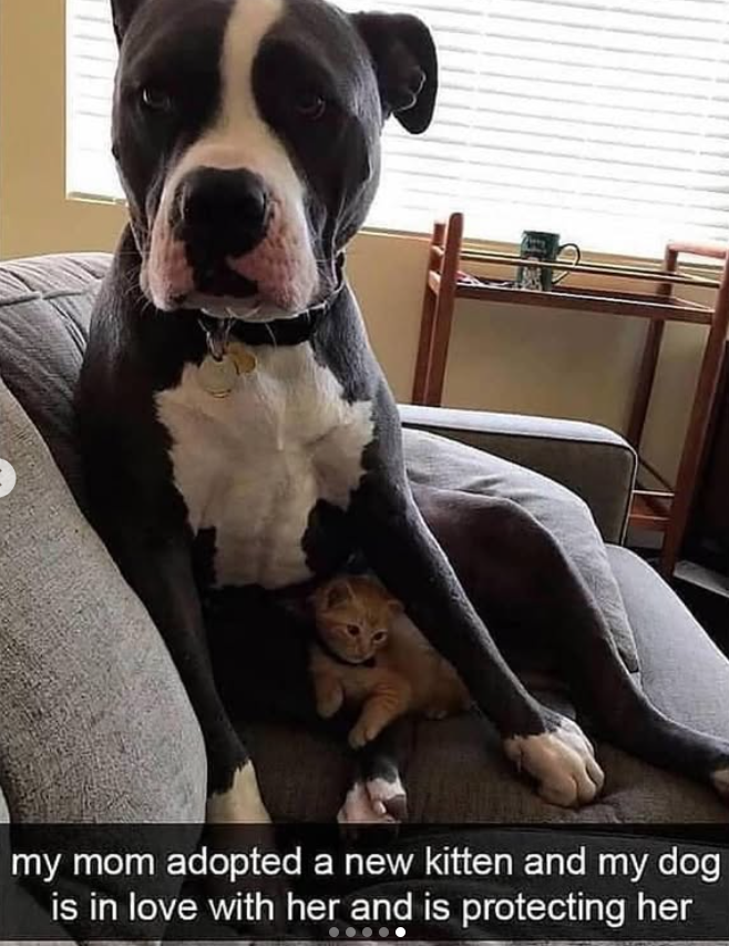 my mom adopted a new kitten and my dog is in love with her and is protecting her