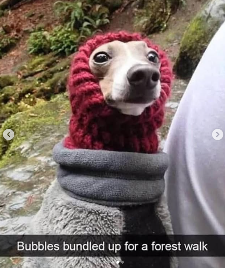r Bubbles bundled up for a forest walk >
