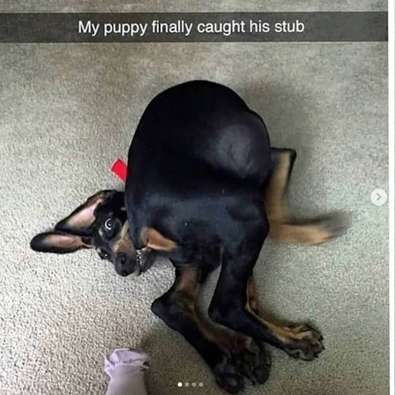 My puppy finally caught his stub