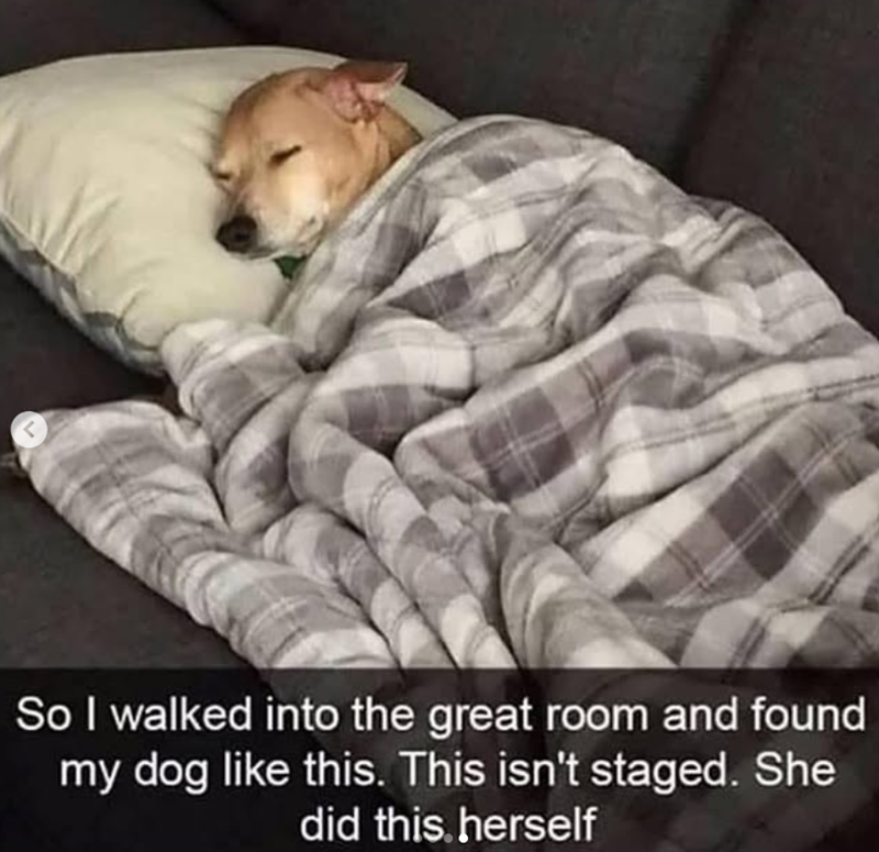 < So I walked into the great room and found my dog like this. This isn't staged. She did this herself