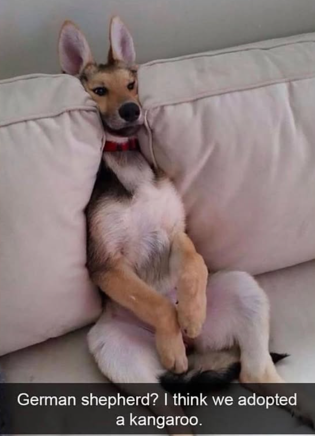 German shepherd? I think we adopted a kangaroo.