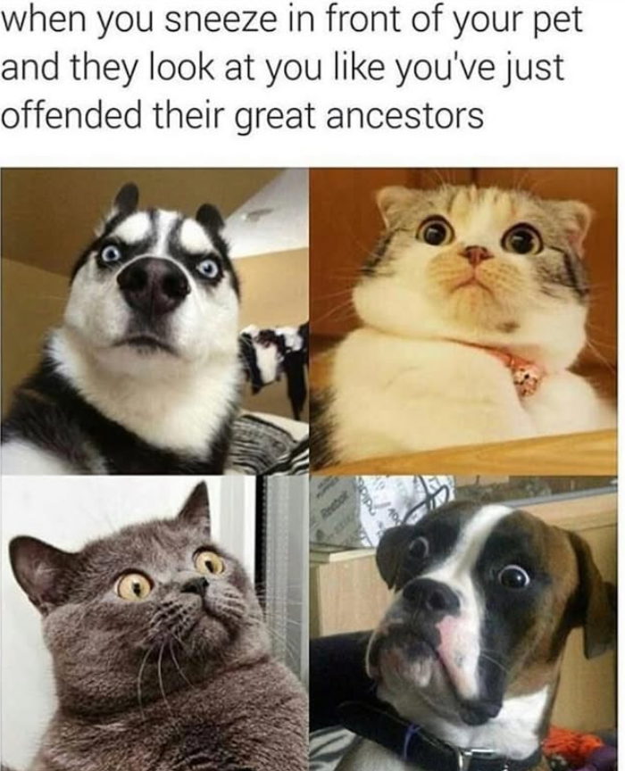 when you sneeze in front of your pet and they look at you like you've just offended their great ancestors Reebok