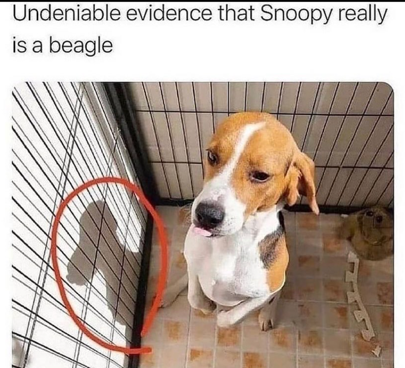 Undeniable evidence that Snoopy really is a beagle
