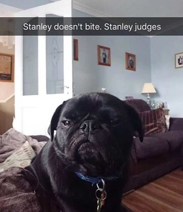 Stanley doesn't bite. Stanley judges www