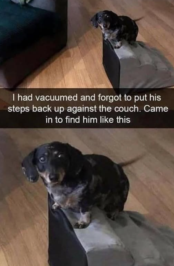 I had vacuumed and forgot to put his steps back up against the couch. Came in to find him like this