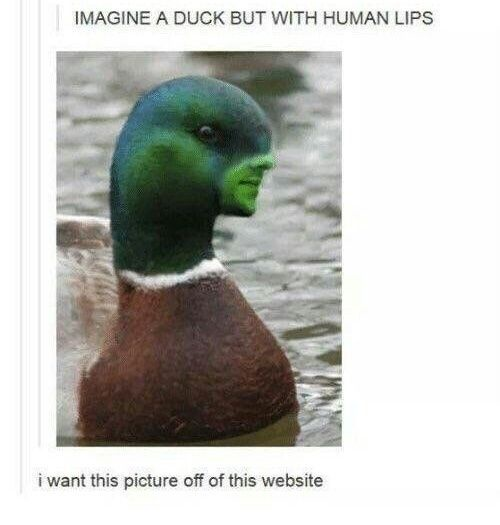 IMAGINE A DUCK BUT WITH HUMAN LIPS i want this picture off of this website