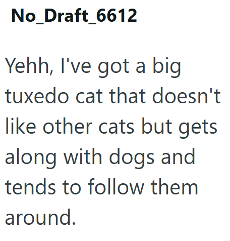 No_Draft_6612 Yehh, I've got a big tuxedo cat that doesn't like other cats but gets along with dogs and tends to follow them around.