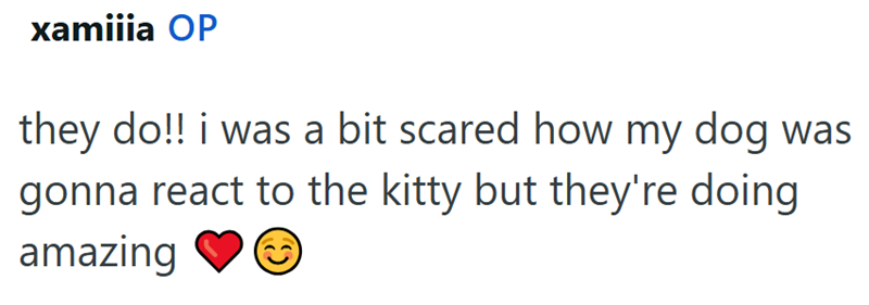 xamiiia OP they do!! i was a bit scared how my dog was gonna react to the kitty but they're doing amazing