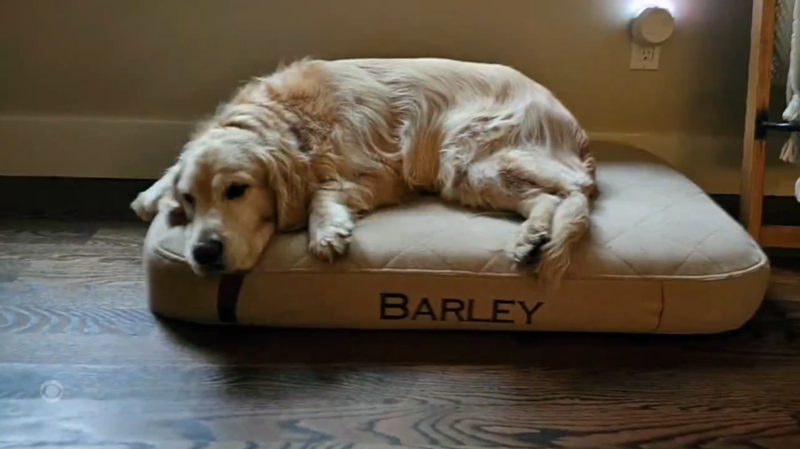 BARLEY