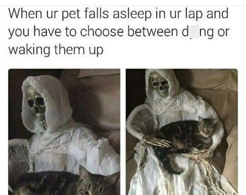When ur pet falls asleep in ur lap and you have to choose between d_ng or waking them up