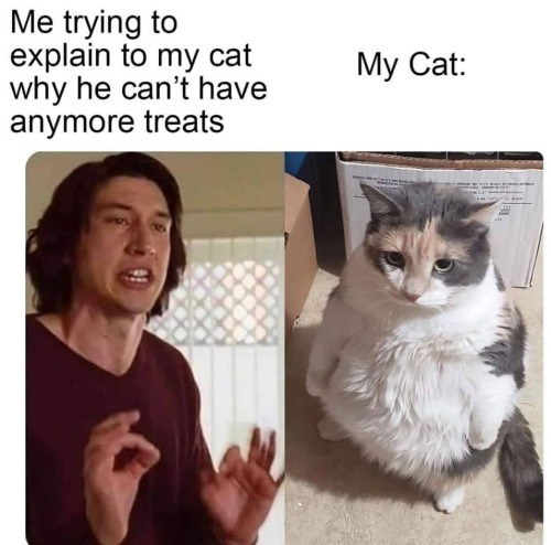 Me trying to explain to my cat why he can't have anymore treats My Cat: