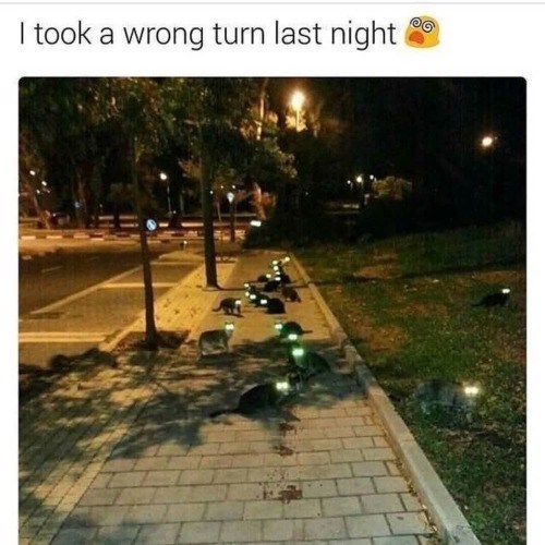 I took a wrong turn last night