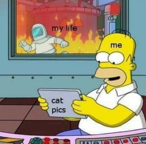 my life cat pics me