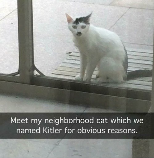 Meet my neighborhood cat which we named Kitler for obvious reasons.