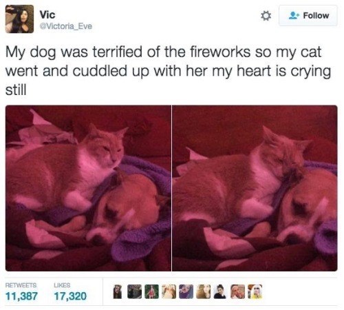 Vic @Victoria Eve + Follow My dog was terrified of the fireworks so my cat went and cuddled up with her my heart is crying still RETWEETS LIKES 11,387 17,320