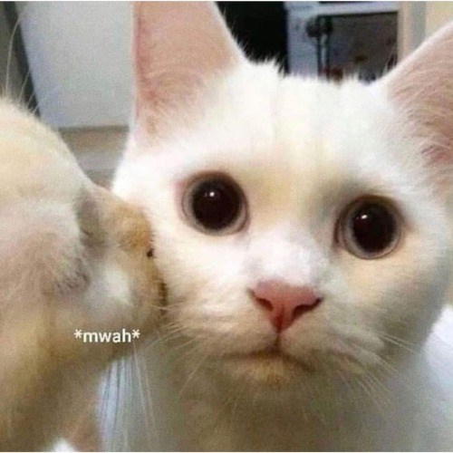 *mwah*