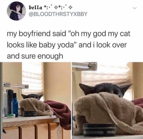 bella*:*. ◊ @BLOODTHRSTYXBBY my boyfriend said "oh my god my cat looks like baby yoda" and i look over and sure enough
