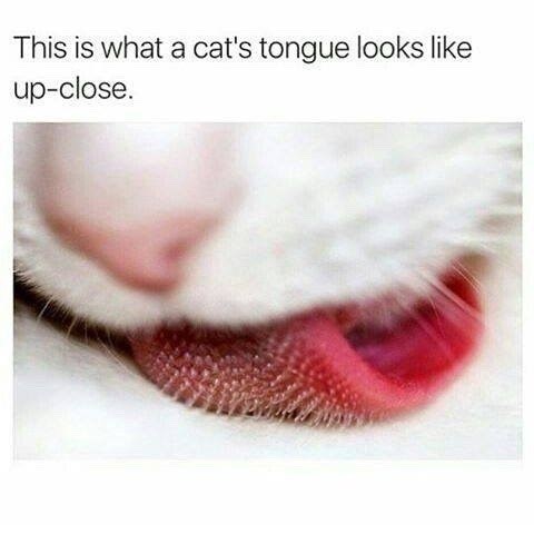 This is what a cat's tongue looks like up-close.
