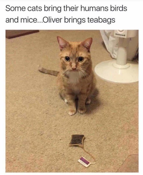 Some cats bring their humans birds and mice...Oliver brings teabags