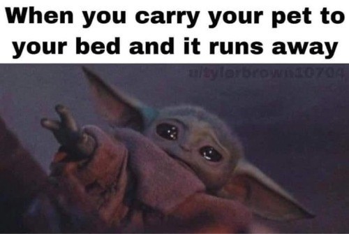 When you carry your pet to your bed and it runs away uitylorbrown10704