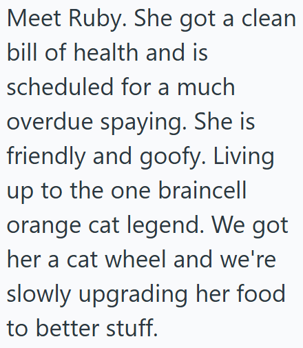 Meet Ruby. She got a clean bill of health and is scheduled for a much overdue spaying. She is friendly and goofy. Living up to the one braincell orange cat legend. We got her a cat wheel and we're slowly upgrading her food. to better stuff.