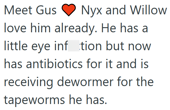 Meet Gus Nyx and Willow love him already. He has a little eye inftion but now has antibiotics for it and is receiving dewormer for the tapeworms he has.