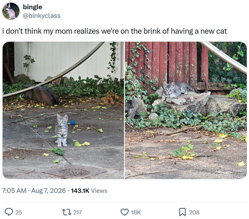bingle @binkyclass i don't think my mom realizes we're on the brink of having a new cat 7:05 AM. Aug 7, 2026 143.1K Views 25 217 18K 208
