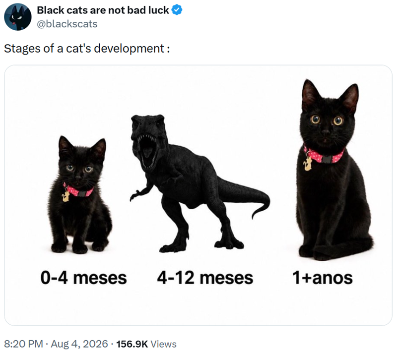Black cats are not bad luck @blackscats Stages of a cat's development: 0-4 meses 4-12 meses 1+anos 8:20 PM - Aug 4, 2026 · 156.9K Views