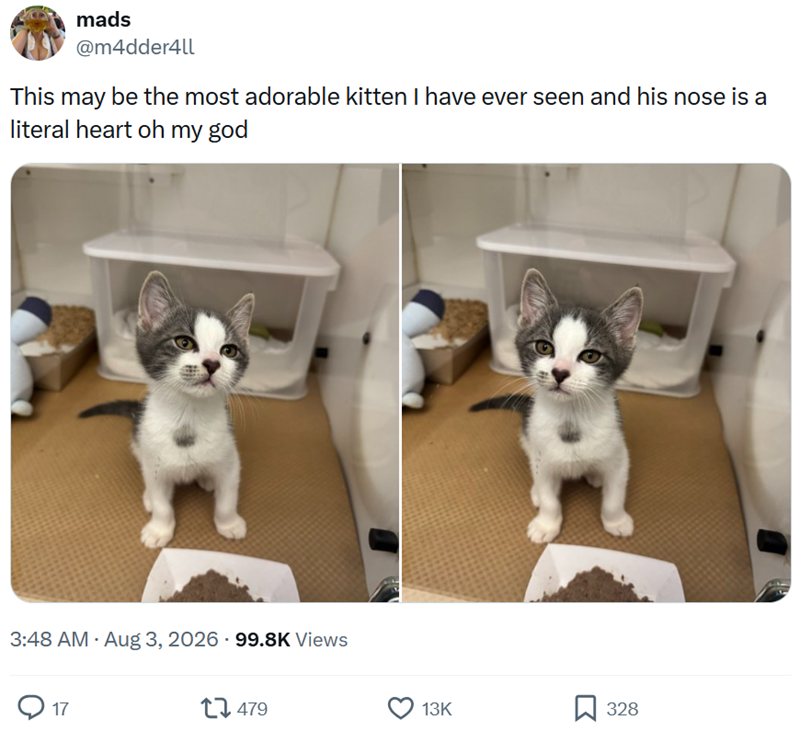 mads @m4dder4ll This may be the most adorable kitten I have ever seen and his nose is a literal heart oh my god 3:48 AM • Aug 3, 2026 99.8K Views 17 7479 13K 328