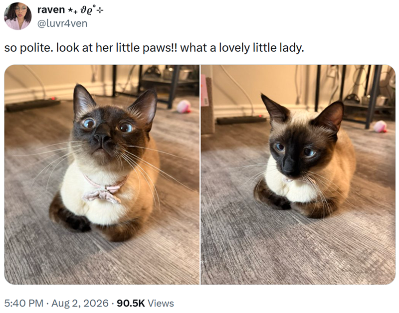 raven ++de+ @luvr4ven so polite. look at her little paws!! what a lovely little lady. 5:40 PM - Aug 2, 2026 90.5K Views