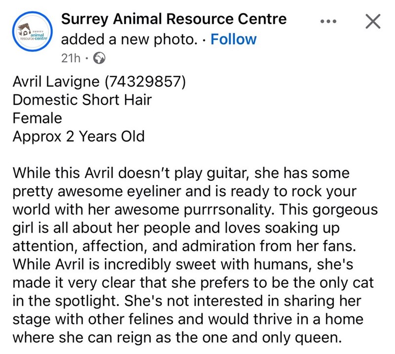 animal resource centre Surrey Animal Resource Centre added a new photo. • Follow 21h . Avril Lavigne (74329857) Domestic Short Hair Female Approx 2 Years Old . While this Avril doesn't play guitar, she has some pretty awesome eyeliner and is ready to rock your world with her awesome purrrsonality. This gorgeous girl is all about her people and loves soaking up attention, affection, and admiration from her fans. While Avril is incredibly sweet with humans, she's made it very clear that she prefer