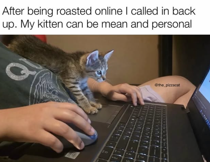 After being roasted online I called in back up. My kitten can be mean and personal 10 @the_pizzacat