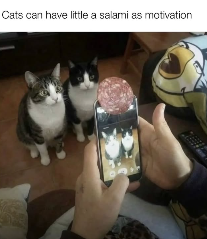 Cats can have little a salami as motivation