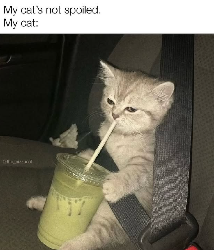 My cat's not spoiled. My cat: @the_pizzacat