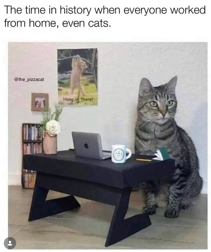 The time in history when everyone worked from home, even cats. @the_pizzacat Hang in therel