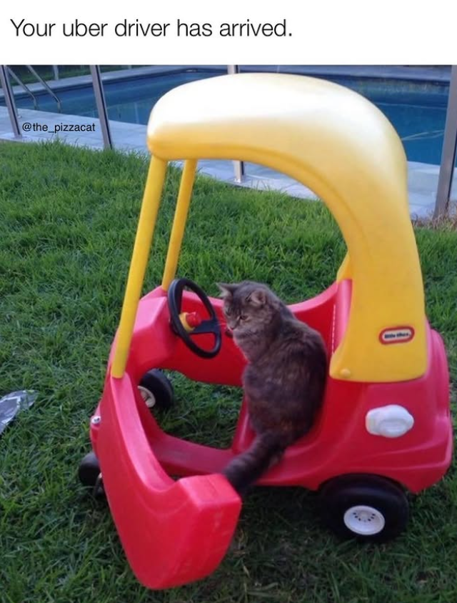 Your uber driver has arrived. @the_pizzacat 0