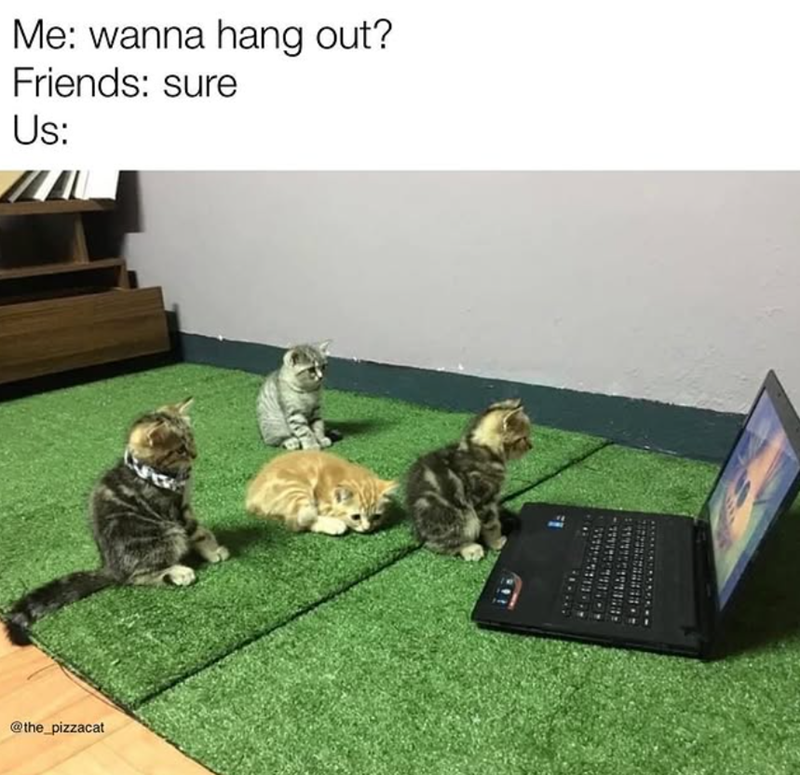 Me: wanna hang out? Friends: sure Us: @the_pizzacat