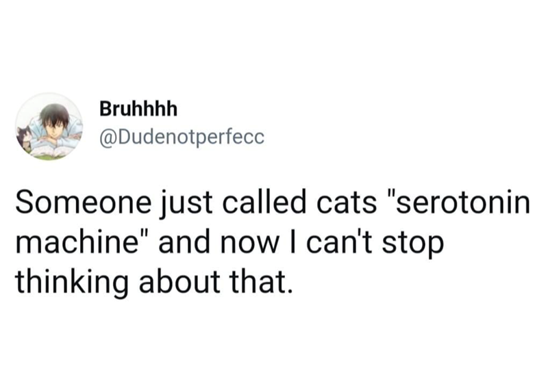 Bruhhhh @Dudenotperfecc Someone just called cats "serotonin machine" and now I can't stop thinking about that.