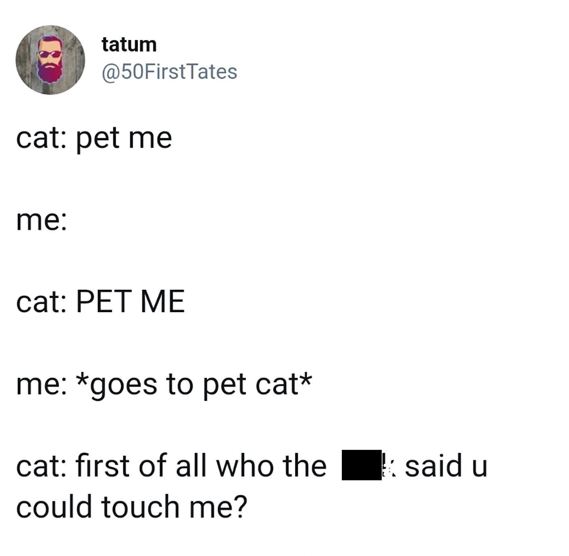 tatum @50FirstTates cat: pet me me: cat: PET ME me: *goes to pet cat* cat: first of all who the said u could touch me?