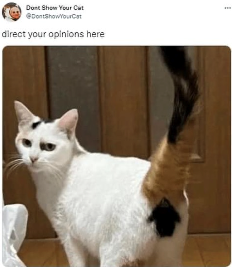 Dont Show Your Cat @DontShowYourCat direct your opinions here. ...