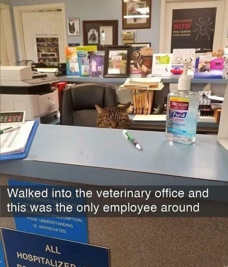 VACCINATE NOW FOR CANDIE LYME SOILLIE Purell ADVANCED Walked into the veterinary office and this was the only employee around FOR PRESCRIPTION. YOUR UNDERSTANDING IS APPRECIATED. ALL HOSPITALIZED