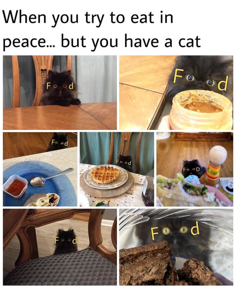 When you try to eat in peace... but you have a cat Food Food Food Food FD Food Food