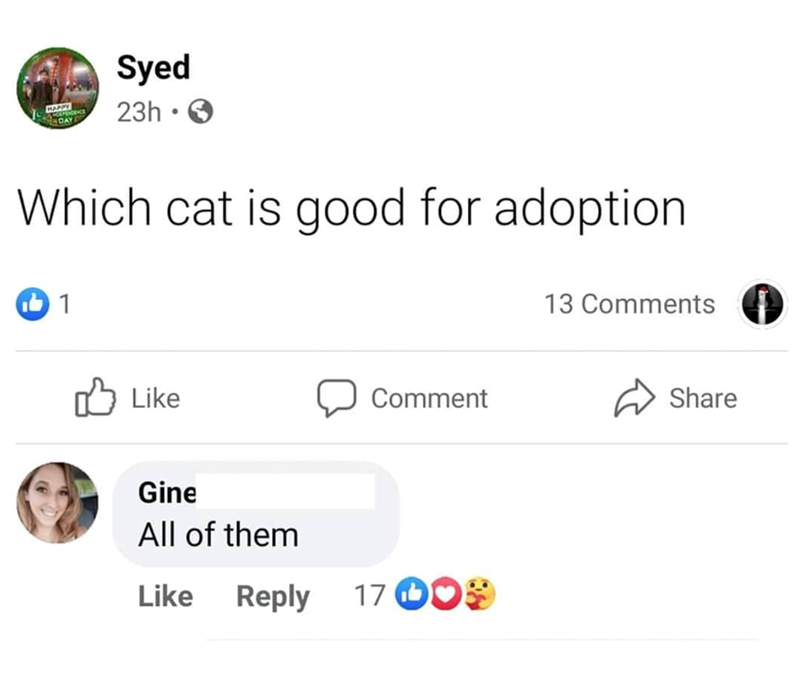 Syed HAPPY DAY 23h • Which cat is good for adoption 1 Like Comment Gine All of them Like Reply 17 O❤* 13 Comments Share