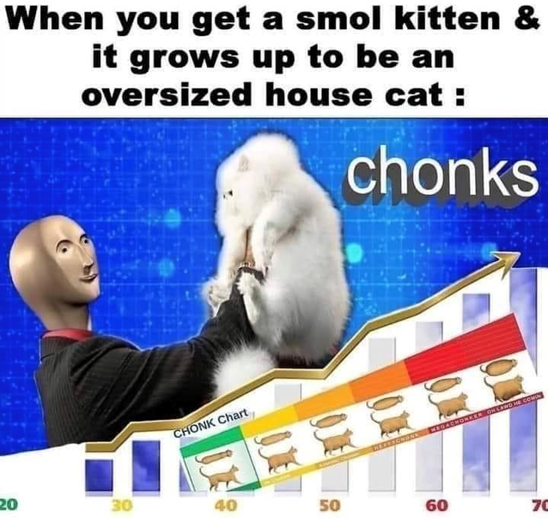 When you get a smol kitten & it grows up to be an oversized house cat: chonks CHONK Chart MEGACHONKER GHLAND HE COMIN 20 30 40 50 60 70