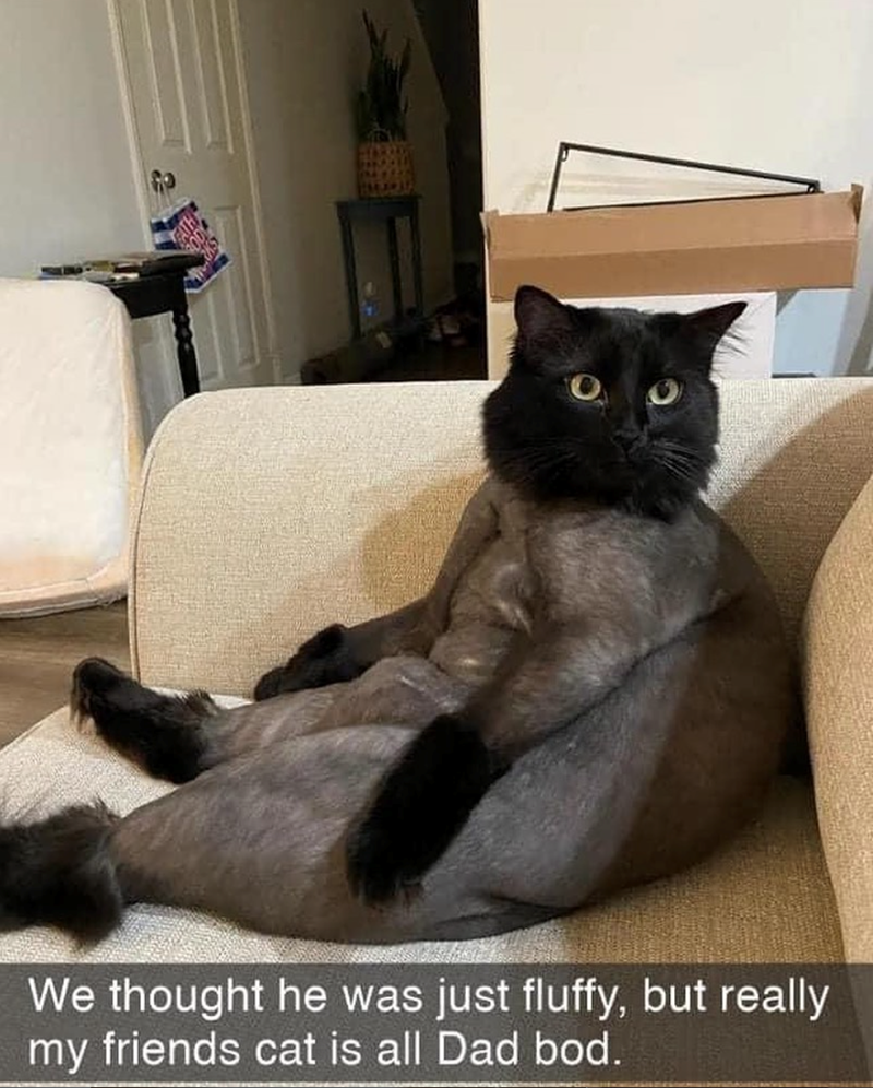 We thought he was just fluffy, but really my friends cat is all Dad bod.