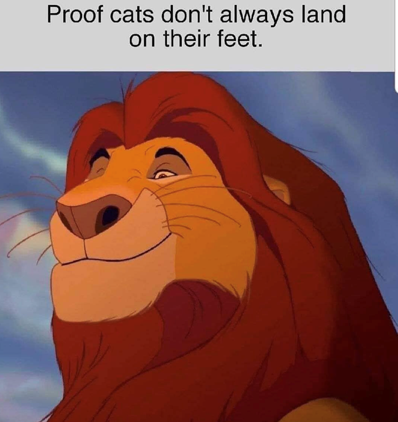 Proof cats don't always land on their feet.