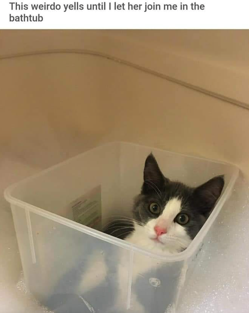 This weirdo yells until I let her join me in the bathtub